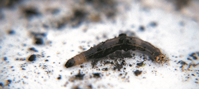 Afbeelding van Nemastyle Aaltjes ter bestrijding tegen Emelten 50 mln/100m²