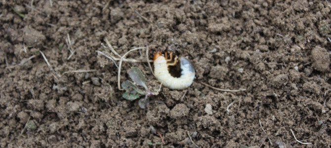 Afbeelding van Nemastyle - Aaltjes ter bestrijding tegen engerlingen 50 mln/100 m²