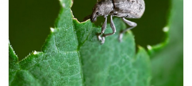 Afbeelding van Nemastyle Aaltjes ter bestrijding tegen Taxuskever 50 mln/100 m²