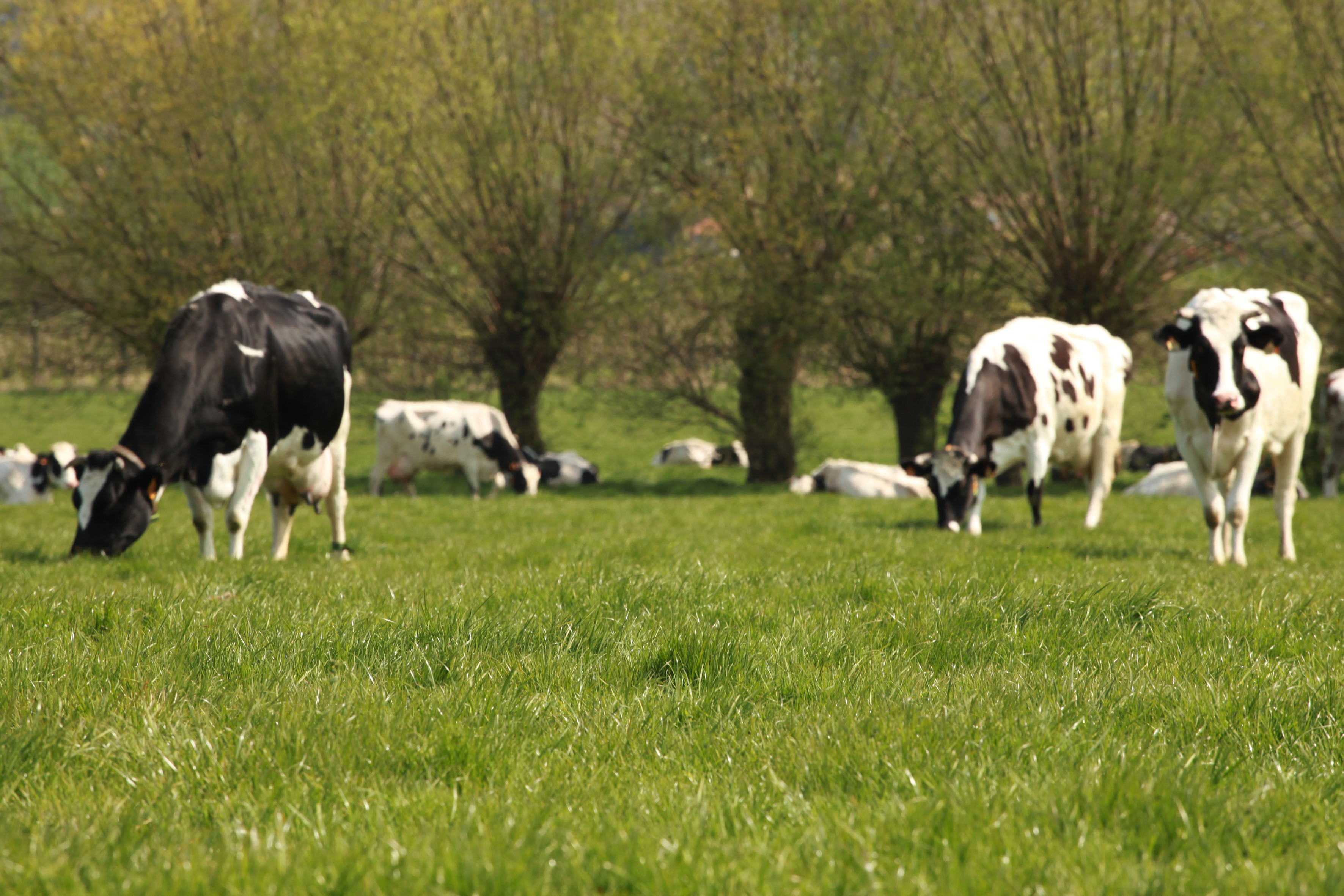 Afbeelding van Weidemengsel - Graszaad Tedi Green 50/50 15kg