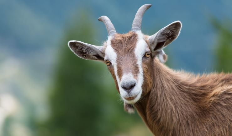 Afbeelding van Geiten en hertenmengeling - eigen productie (25 kg)