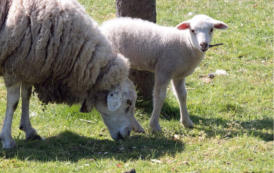 Afbeelding van Schapenmengeling - eigen productie - 25 kg