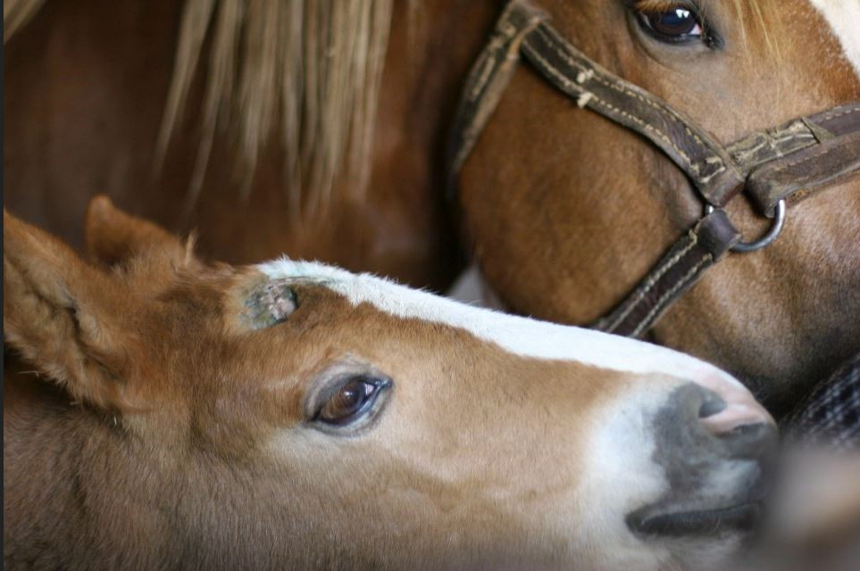 Afbeelding van Merries-Veulens Kweekmix - 25 kg