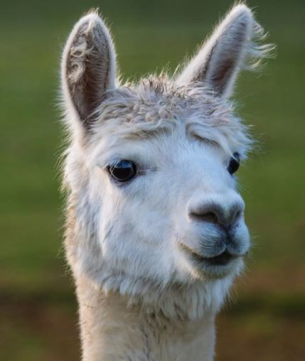 Afbeelding van Alpacavoer - Wildlifekorrel (20kg)