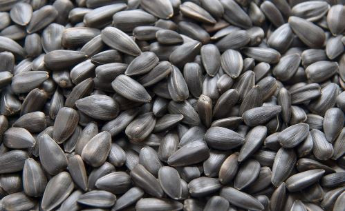 Afbeelding van Zonnepitten zwart 10 kg