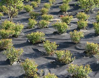 Afbeelding van Geotextiel Weedtex (100 gr) - worteldoek voor tussen planten en onder schors